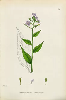 Images Dated 18th January 2017: Damea┬Ç┬Ös Rocket, Hesperis matronalis, Victorian Botanical Illustration, 1863