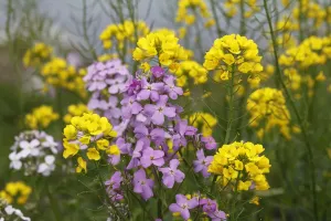 Crops Prints: DameaAs Rocket, Damask Violet or Night Scented Gilliflower (Hesperis matronalis) and Rapeseed (Brassica napus)