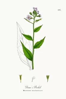 Images Dated 27th September 2017: Dameas Rocket, Hesperis matronalis, Victorian Botanical Illustration, 1863