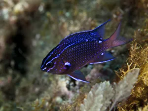 Marine Animal Collection: Damselfish -Chromis chromis-, near Santa Maria, Azores, Atlantic Ocean, Portugal