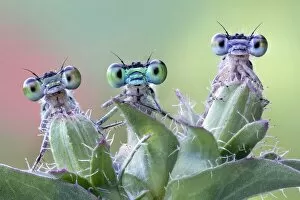Images Dated 31st January 2017: Three damselflies on wild plant