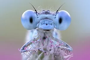 Bizarre Collection: Damselfly with blue eyes