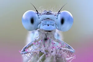 Bizarre Collection: Damselfly with blue eyes