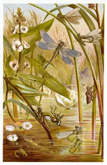 Images Dated 2nd March 2017: Damselfly Chromolithograph 1884