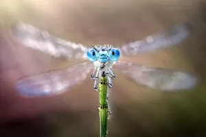 Damselfly with its wings spread out