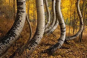 Images Dated 14th October 2015: Dancing aspen
