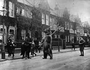Lamppost Gallery: Dancing Bear