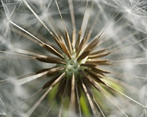 Spermatophyte Gallery: Dandelion clock, blowball -Taraxacum-, Buoir or Faskruosfjoerour, Snaefellsnes, Snaefellsness