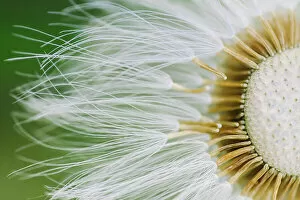 Images Dated 7th March 2015: Dandelion Close-Up