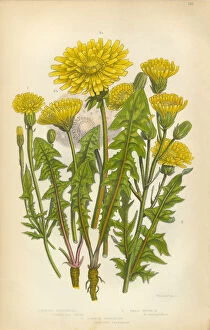 Images Dated 29th February 2016: Dandelion, Crepis, Hawksbeard, Borkshausia, Victorian Botanical Illustration