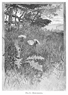 Images Dated 16th May 2015: Dandelion flowers engraving 1898