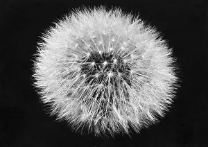 Delicate Prints: Dandelion Going to Seed