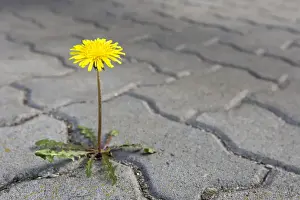 Asteridae Prints: Dandelion growing between paving stones