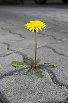 Daisy Family Gallery: Dandelion growing between paving stones