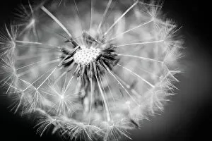Fine Art Photography Gallery: Dandelion macro photography on white and black dramatic abstract nature background