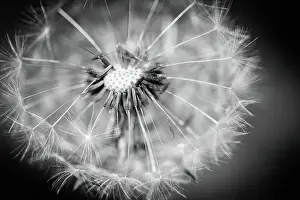 Dandelion macro photography on white and black dramatic abstract nature background. Dark meadow under sunlight