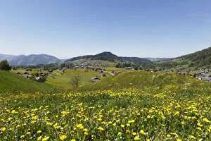Images Dated 5th May 2011: Dandelion meadow, Hittisau, Bregenzerwald region, Vorarlberg, Austria, Europe