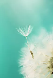 Flower Art Collection: Dandelion seed on turquoise background