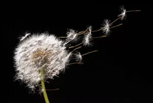 Compositae Gallery: Dandelion seeds flying away