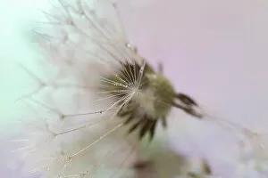 Flower Art Collection: Dandelion seeds taken in macro photography