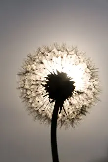 Dandelion sun