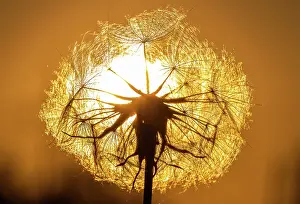Prints of Dandelion at sunset Transform Your Space: Dandelion at sunset