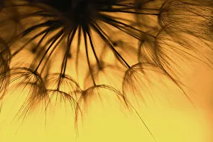 Flower Art Collection: dandelion at sunset. Freedom to Wish. Dandelion silhouette fluffy flower on sunset sky
