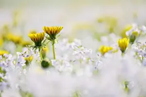 Compositae Prints: Dandelion -Taraxacum- with Cuckoo Flower or Ladys Smock -Cardamine pratensis-