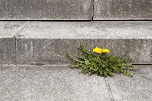 Images Dated 15th April 2012: Dandelion -Taraxacum- growing out of the joint of a concrete staircase