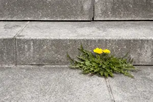 Compositae Prints: Dandelion -Taraxacum- growing out of the joint of a concrete staircase