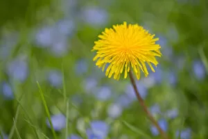 Images Dated 11th May 2013: Dandelion -Taraxacum officinale-, flower, Saxony, Germany