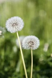 Images Dated 11th May 2012: Dandelion -Taraxacum sp.- clocks, withered, Black Forest, Baden-Wuerttemberg, Germany, Europe