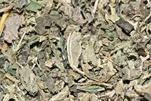 Images Dated 13th June 2012: Dandelion tea, organic tea