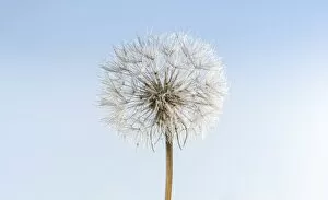 Dandelion, withered dandelion, blowball, dandelion clock -Taraxacum-, with diaspores, seeds