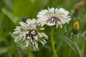 Asteridae Prints: Dandelions (Taraxacum), dandelion clocks in the rain