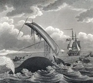 Buddhist Prints: The dangers of whaling, a whale breaches out of the water and throws a boat with a man in it into the air