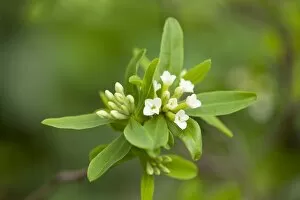 Images Dated 2nd May 2013: Daphne axilliflora, flowering, Thuringia, Germany