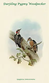 Beaks Prints: Darjiling Pygmy Woodpecker