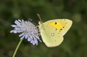 Dark clouded yellow -Colias crocea- searching for nectar, near Lake Kerkini, Greece, Europe