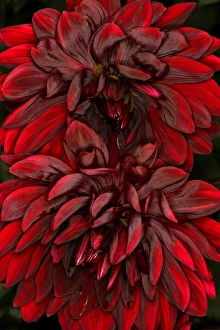 Images Dated 21st August 2010: Dark Dahlias