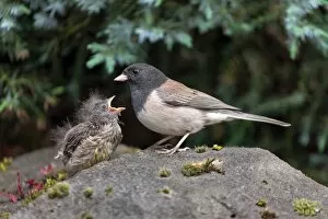 Images Dated 8th May 2016: Dark-eye Junco Mother and Chick