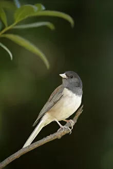 Images Dated 23rd July 2017: Dark-eyed Junco