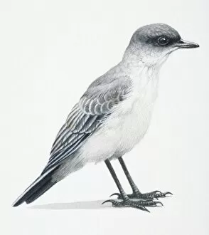 Dark-faced Ground Tyrant, Muscisaxicola Macloviana, dark grey and white bird