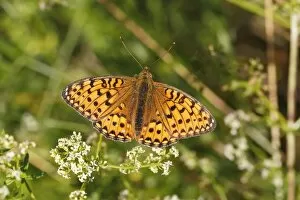 Dark Green Fritillary -Argynnis aglaja- perched on a meadow plant with outstretched wings, Altenseelbach, Neunkirchen