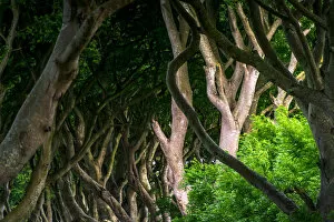 Images Dated 16th June 2017: The Dark Hedges