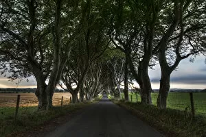 Images Dated 9th October 2013: The Dark Hedges
