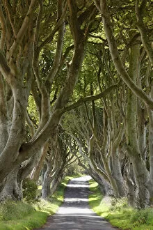 Deciduous Tree Collection: Dark Hedges, an avenue of Beech trees, Bregagh Road near Armoy, County Antrim, Northern Ireland