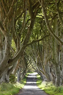 Republic Of Ireland Gallery: Dark Hedges, an avenue of Beech trees, Bregagh Road near Armoy, County Antrim, Northern Ireland
