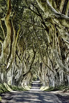 Images Dated 15th April 2019: The Dark Hedges, Ballymoney, Ireland