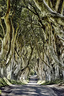 Images Dated 15th April 2019: The Dark Hedges, Ballymoney, Ireland